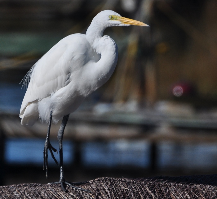 Timmy the egret